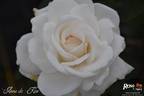 Anne de Kiev rose photo