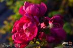 Berger's Erfolg rose photo