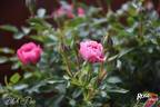 Blush Pixie ® rose photo