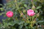 Blush Pixie ® rose photo