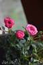 Blush Pixie ® rose photo