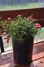 Blush Pixie ® rose photo