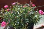 Blush Pixie ® rose photo