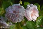 Bon Chance rose photo