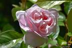 Bon Chance rose photo