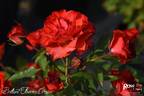 Brilliant Flower Circus® rose photo