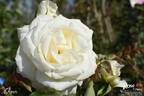 Chopin rose photo