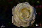 Chopin rose photo