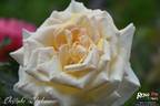 Christophe Dechavanne rose photo