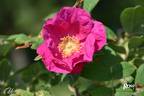 Cibles rose photo