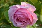 Colcestria rose photo