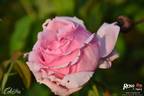 Colcestria rose photo