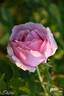 Colcestria rose photo