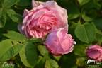 Colcestria rose photo