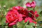 Demokracie rose photo