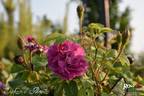 Duchesse d'Abrantès rose photo