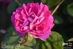 Duchesse d'Abrantès rose photo
