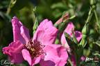 Flamingo rose photo