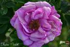 Frédéric Wörth rose photo