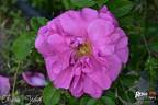 Frédéric Wörth rose photo