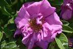 Frédéric Wörth rose photo