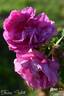 Frédéric Wörth rose photo