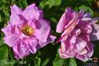 Frédéric Wörth rose photo