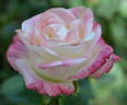 Belle Perle rose photo