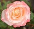 Belle Perle rose photo
