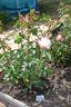 Belle Perle rose photo