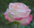 Belle Perle rose photo