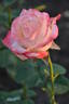 Belle Perle rose photo