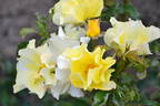 Ali Dorate rose photo