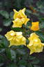 Ali Dorate rose photo