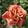Cha-Cha rose photo