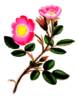<I>Rosa muscosa</I> staxon <I>simplex</I> hort. ex Andrews rose photo