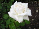 Edel rose photo