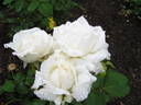 Edel rose photo