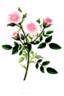 <i>Rosa nana muscosa</i> Andr. rose photo