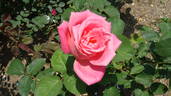 La Serenissima rose photo