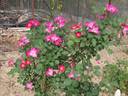 Tom Abrahams rose photo