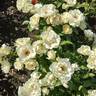 Cristalyne rose photo