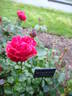 Brennende Liebe rose photo