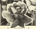 Billy Boiler rose photo