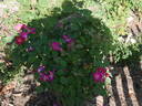 Tom Abrahams rose photo