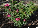 Tom Abrahams rose photo