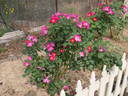 Tom Abrahams rose photo