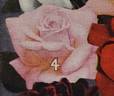 Imperial Potentate rose photo