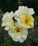 Golden King rose photo