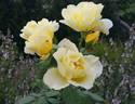 Golden King rose photo